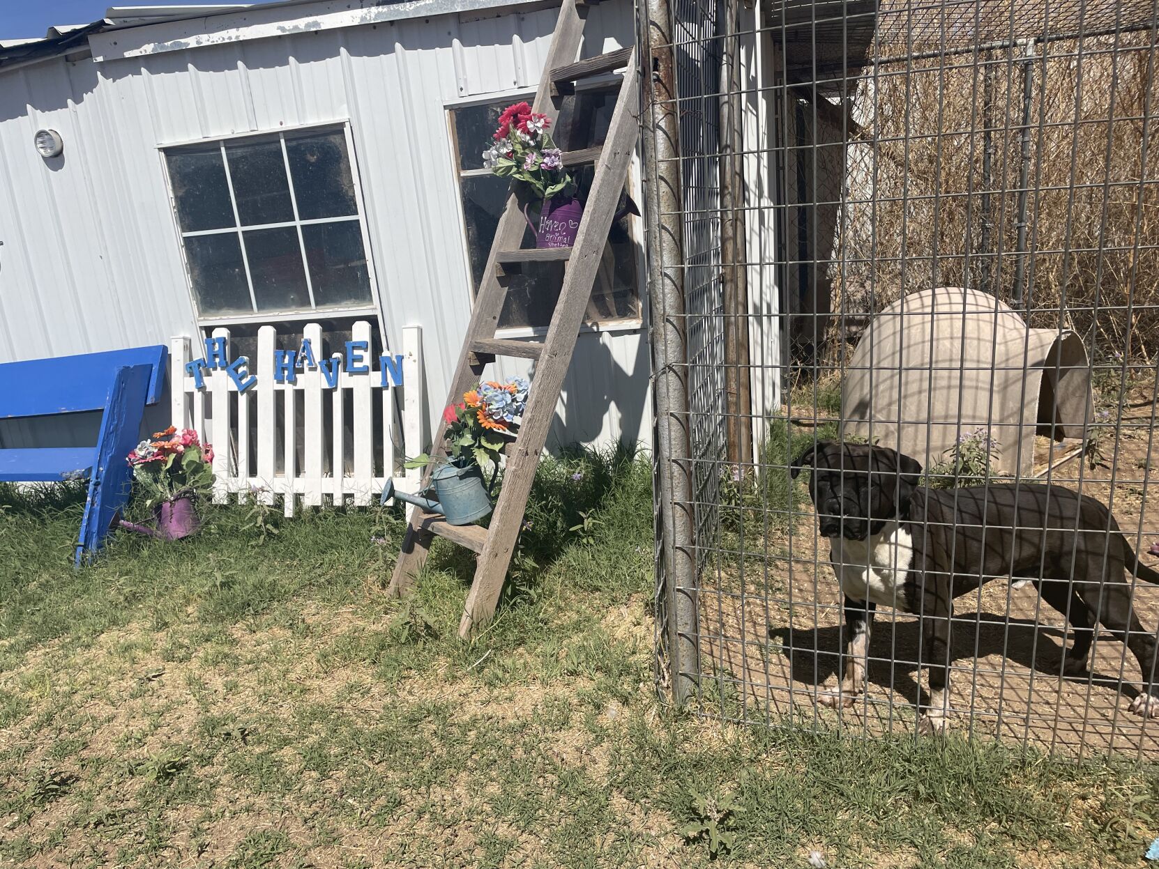 Friends of Haven Animal Care Shelter